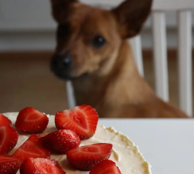 Les fruits qui veulent du bien à notre chien