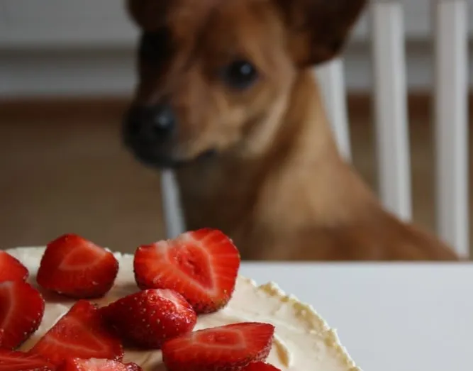 Les fruits qui veulent du bien à notre chien