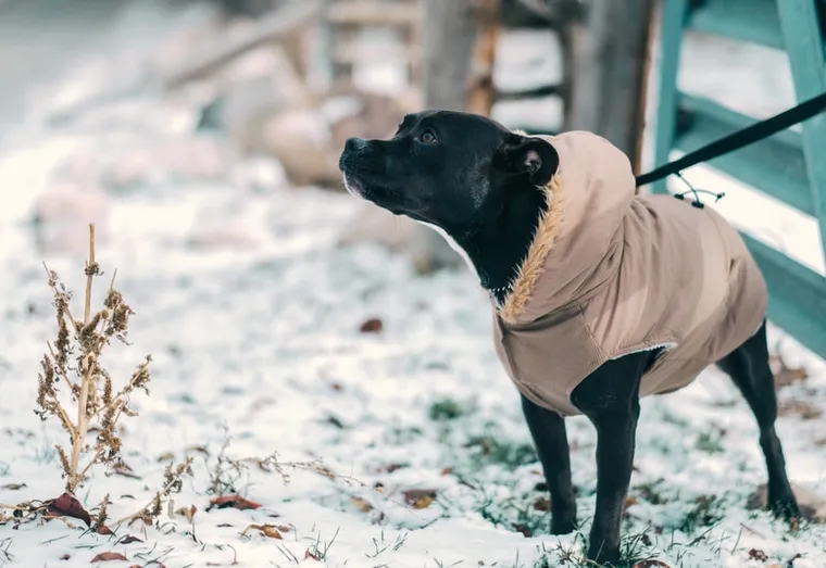 Comment protéger votre chien du froid ?