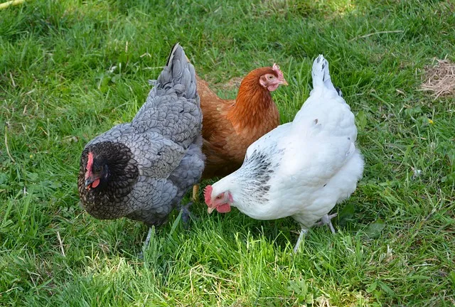 Comment élever des poules quand on vit en zone urbaine ?