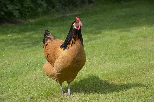 Quels compléments alimentaires donner à ses poules ?