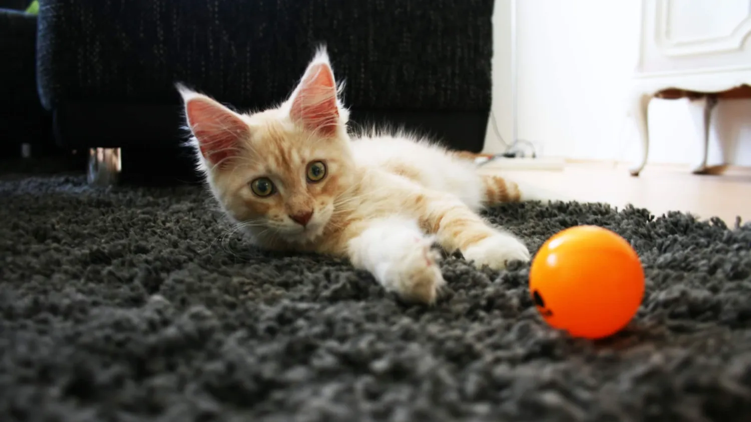 Quelques accessoires qui facilitent le quotidien des animaux et de leurs maîtres