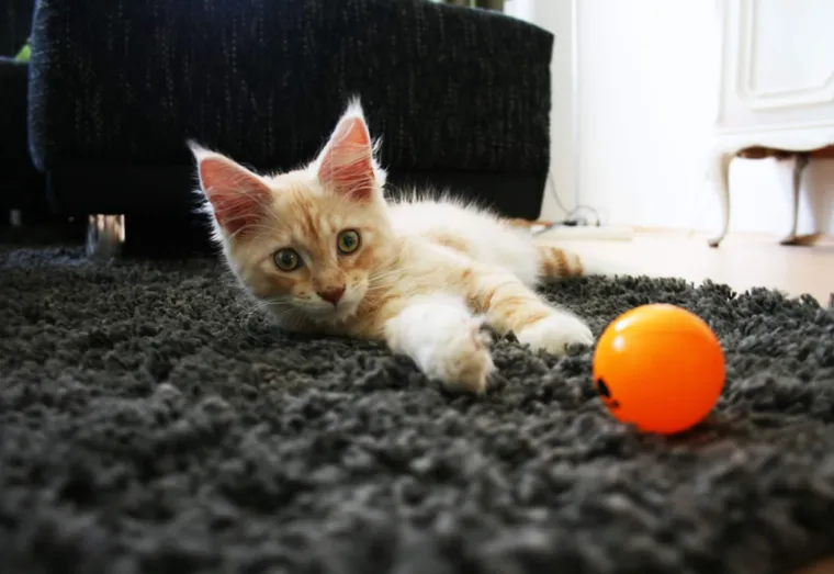 Quelques accessoires qui facilitent le quotidien des animaux et de leurs maîtres