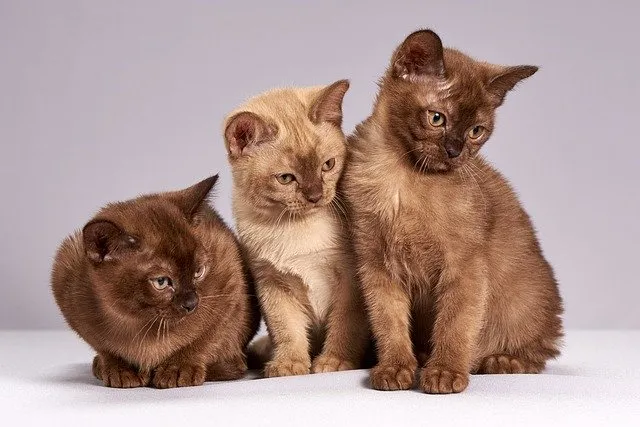 Comment entretenir les griffes de votre chat ?