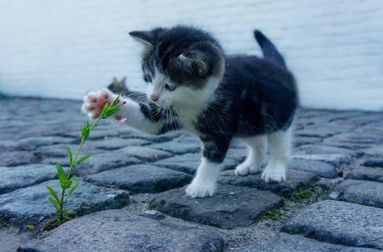 Pourquoi et comment divertir son chat ?