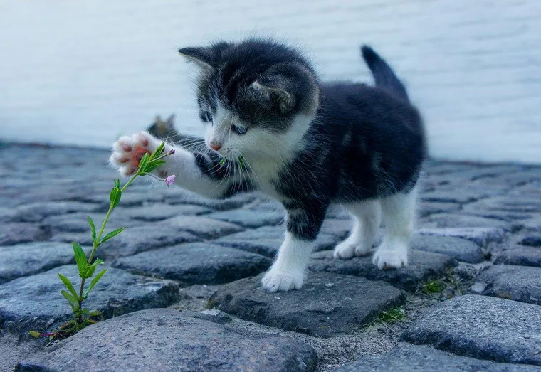 Pourquoi et comment divertir son chat ?