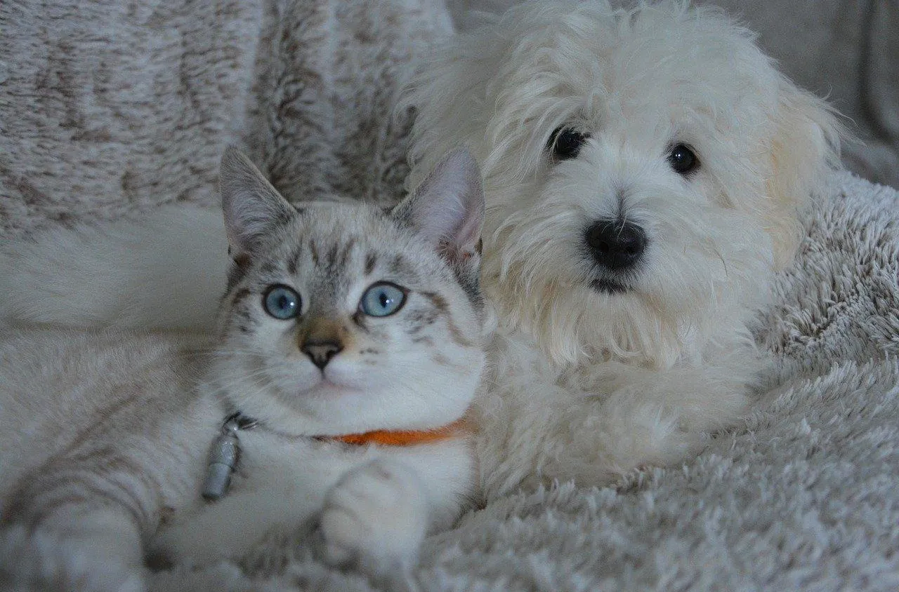 Comment faire cohabiter chien et chat sans accroc ?