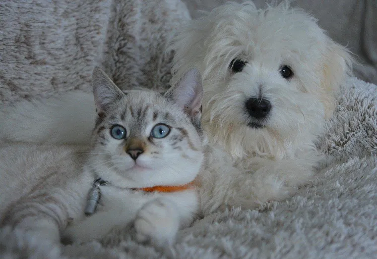 Comment faire cohabiter chien et chat sans accroc ?