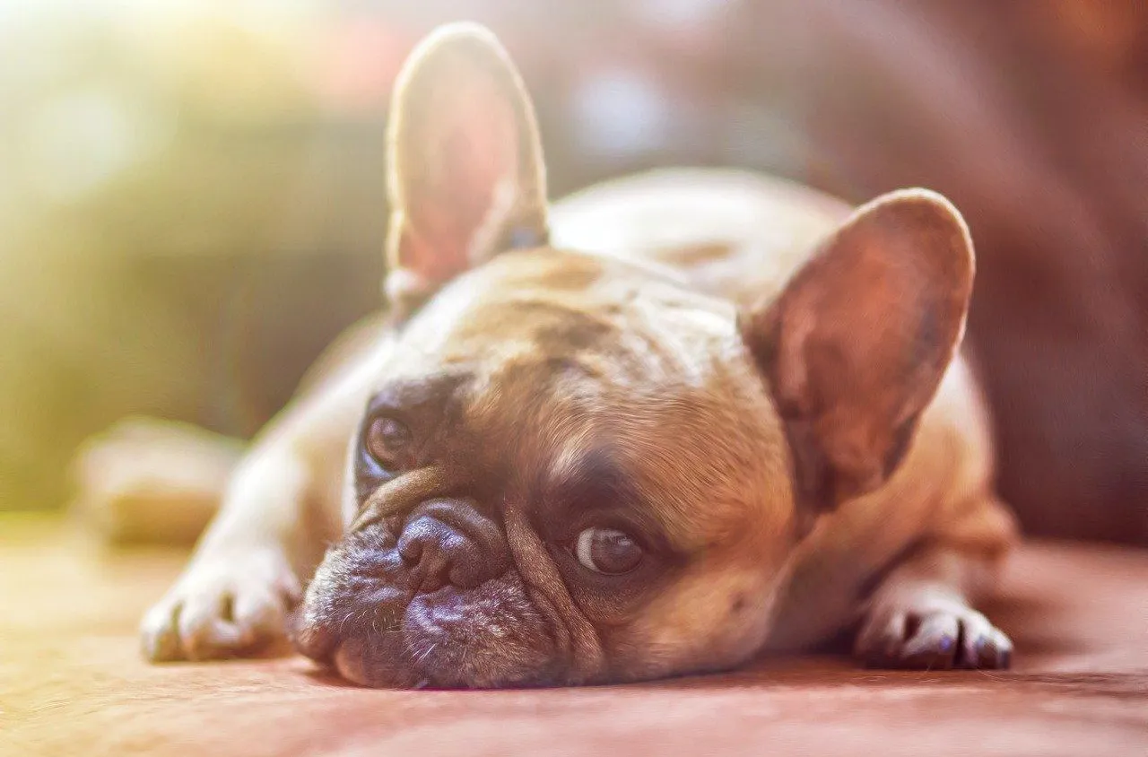 Comment prendre soin de la peau de son chien en été