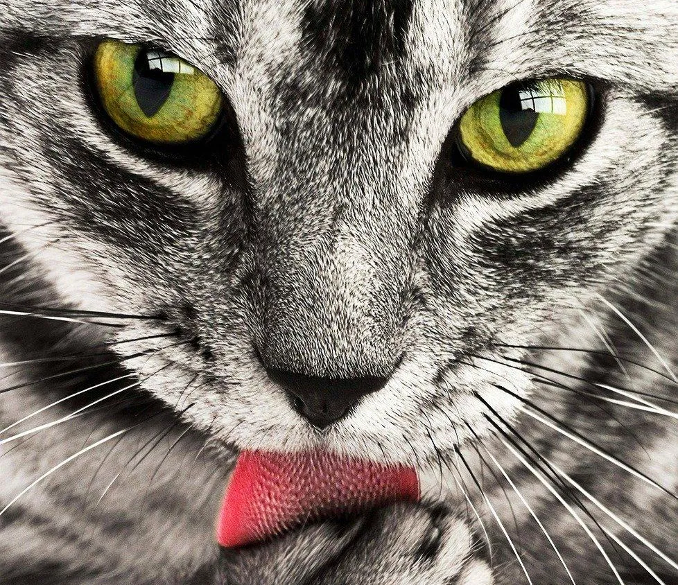 Comment préserver l’instinct de prédateur de son chat ?