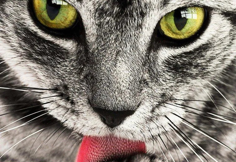 Comment préserver l’instinct de prédateur de son chat ?