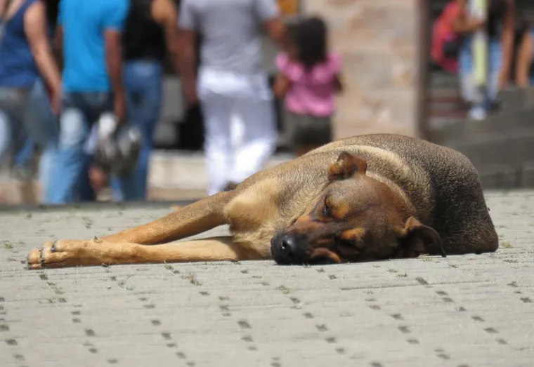 Que faire lorsqu’on retrouve un chien errant ?