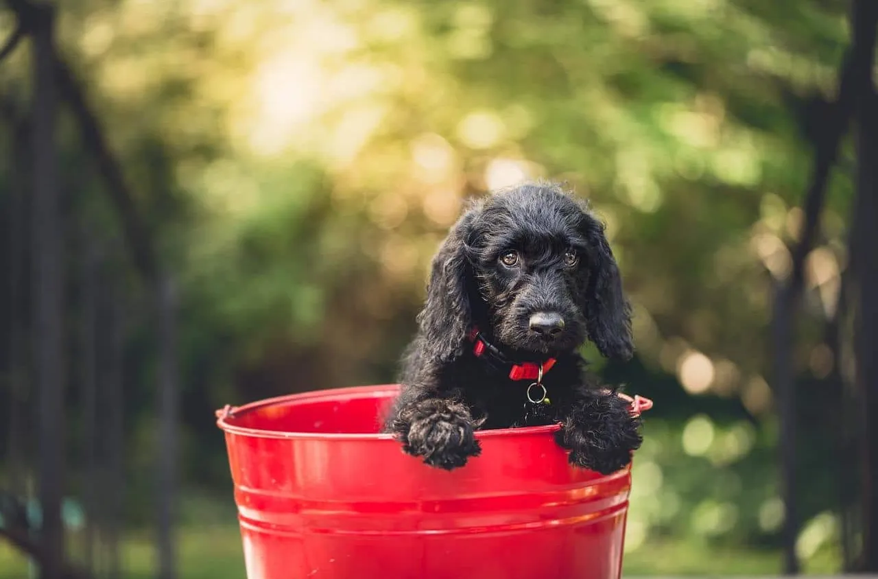 Toiletter un chiot : comment s’y prendre ?