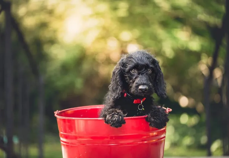 Toiletter un chiot : comment s’y prendre ?