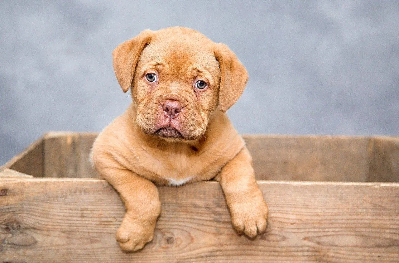 Chiot orphelin : comment s’en occuper ?