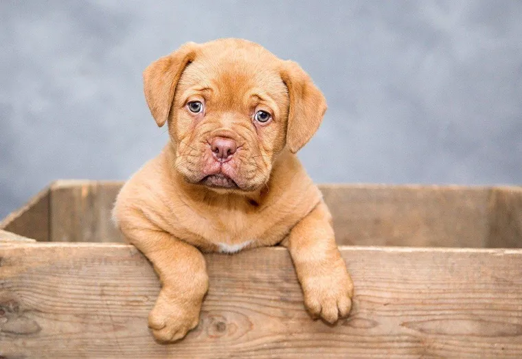 Chiot orphelin : comment s’en occuper ?