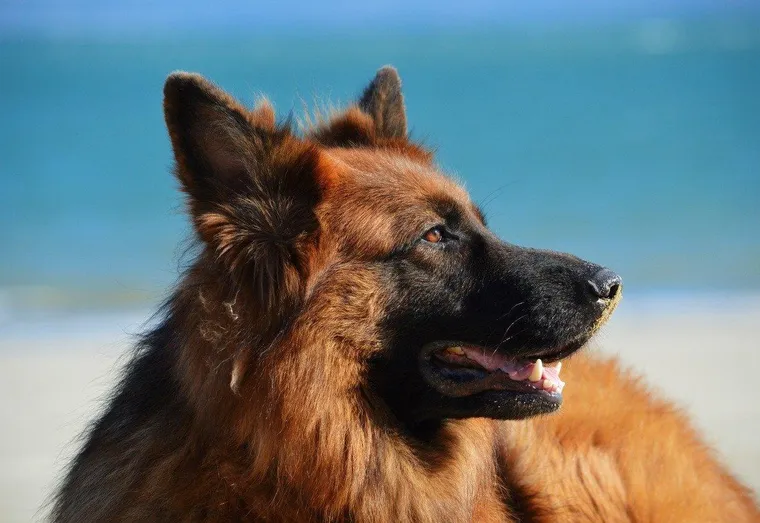 Quelle race de chien peut assurer la sécurité à la maison ?