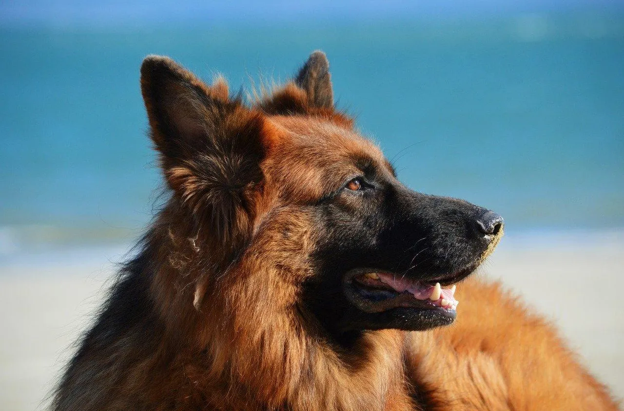 Quelle race de chien peut assurer la sécurité à la maison ?