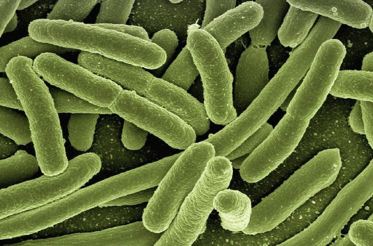 Que savoir de la zoonose ?