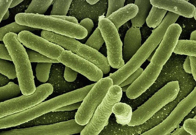 Que savoir de la zoonose ?