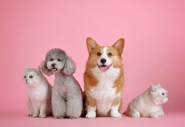 Assurance pour animal domestique : quand a-t-on droit à des indemnités ?