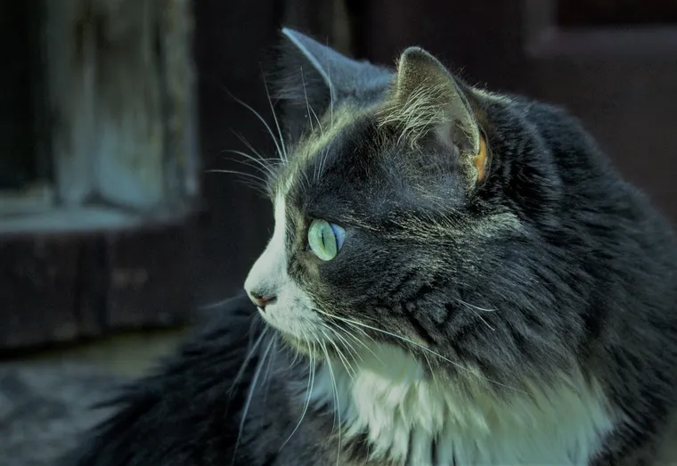 Quelles maladies cutanées peut transmettre le chat et comment y remédier ?