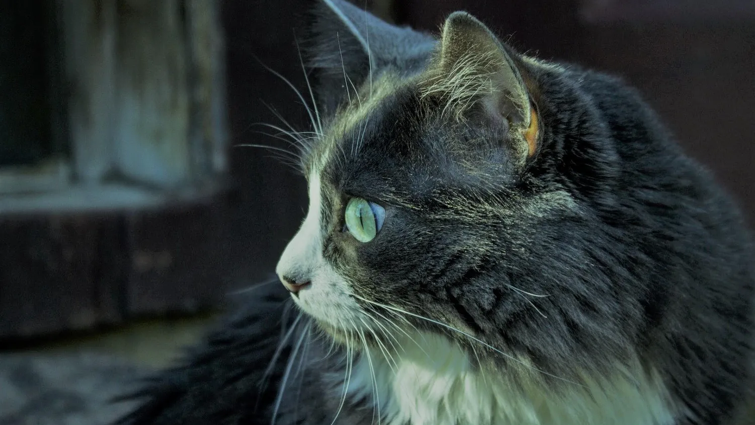 Quelles maladies cutanées peut transmettre le chat et comment y remédier ?