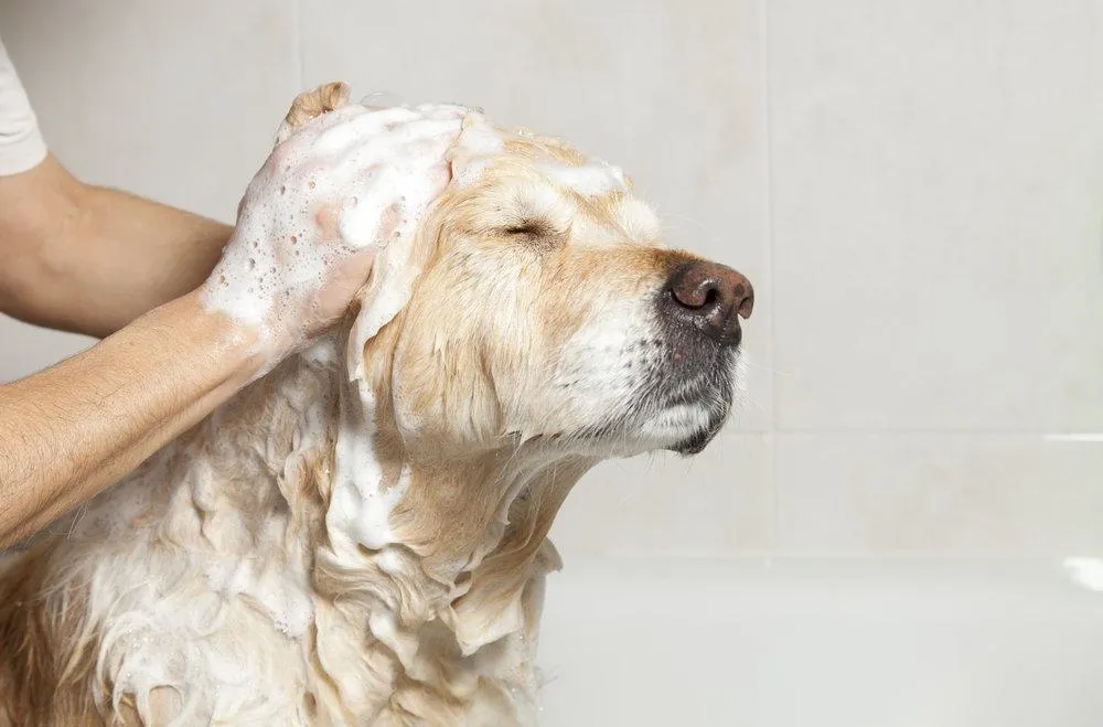 À quelle fréquence toiletter son chien ?