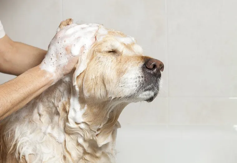 À quelle fréquence toiletter son chien ?