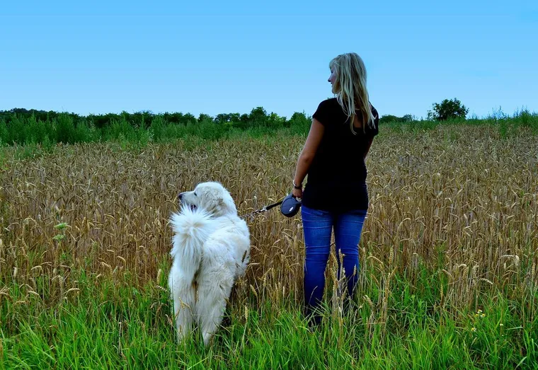 Comment organiser ses sorties avec son chien ?