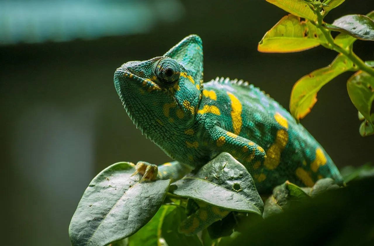 Quels sont les animaux de compagnie les plus exotiques en France ?