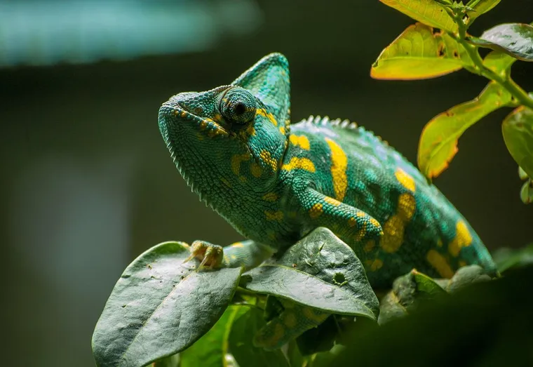 Quels sont les animaux de compagnie les plus exotiques en France ?