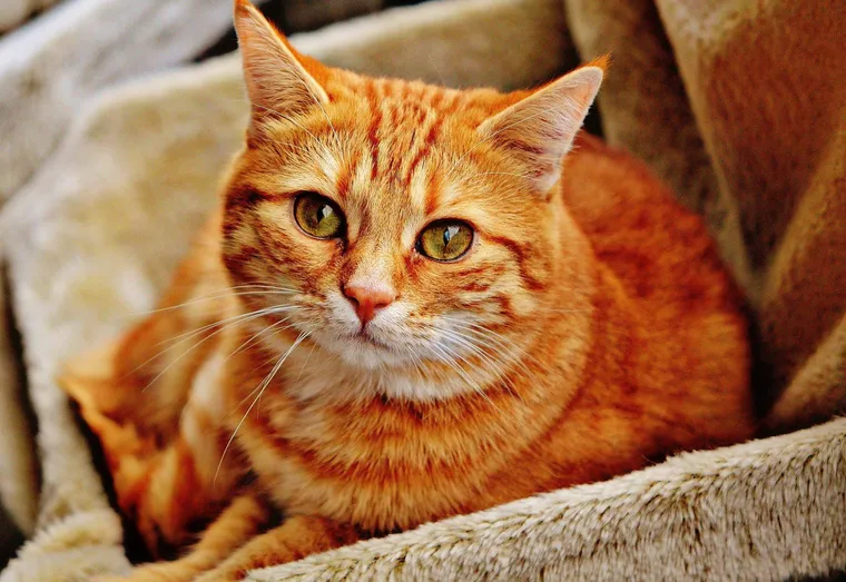Comment prévenir et soigner les infections parasitaires chez son chat ?