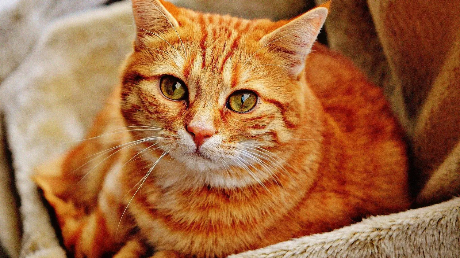 Comment prévenir et soigner les infections parasitaires chez son chat ?