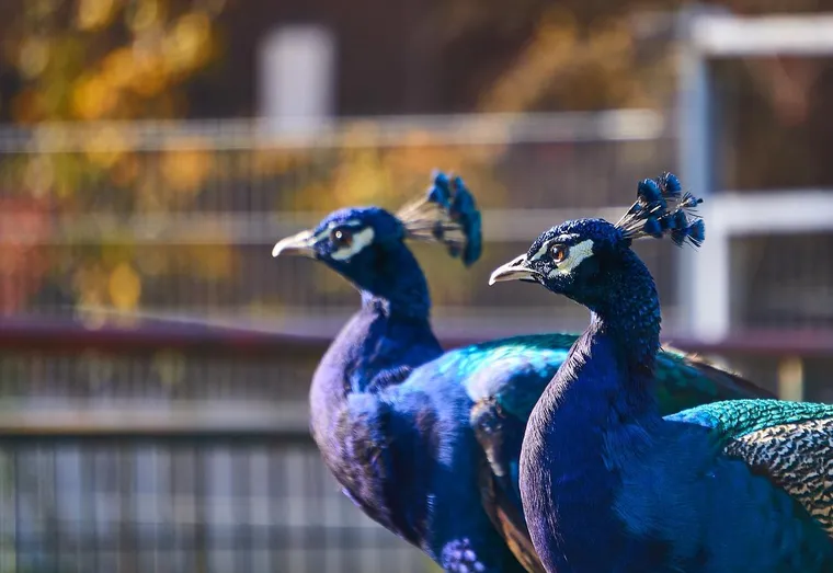 Dans quel zoo de France faut-il absolument amener son enfant ?