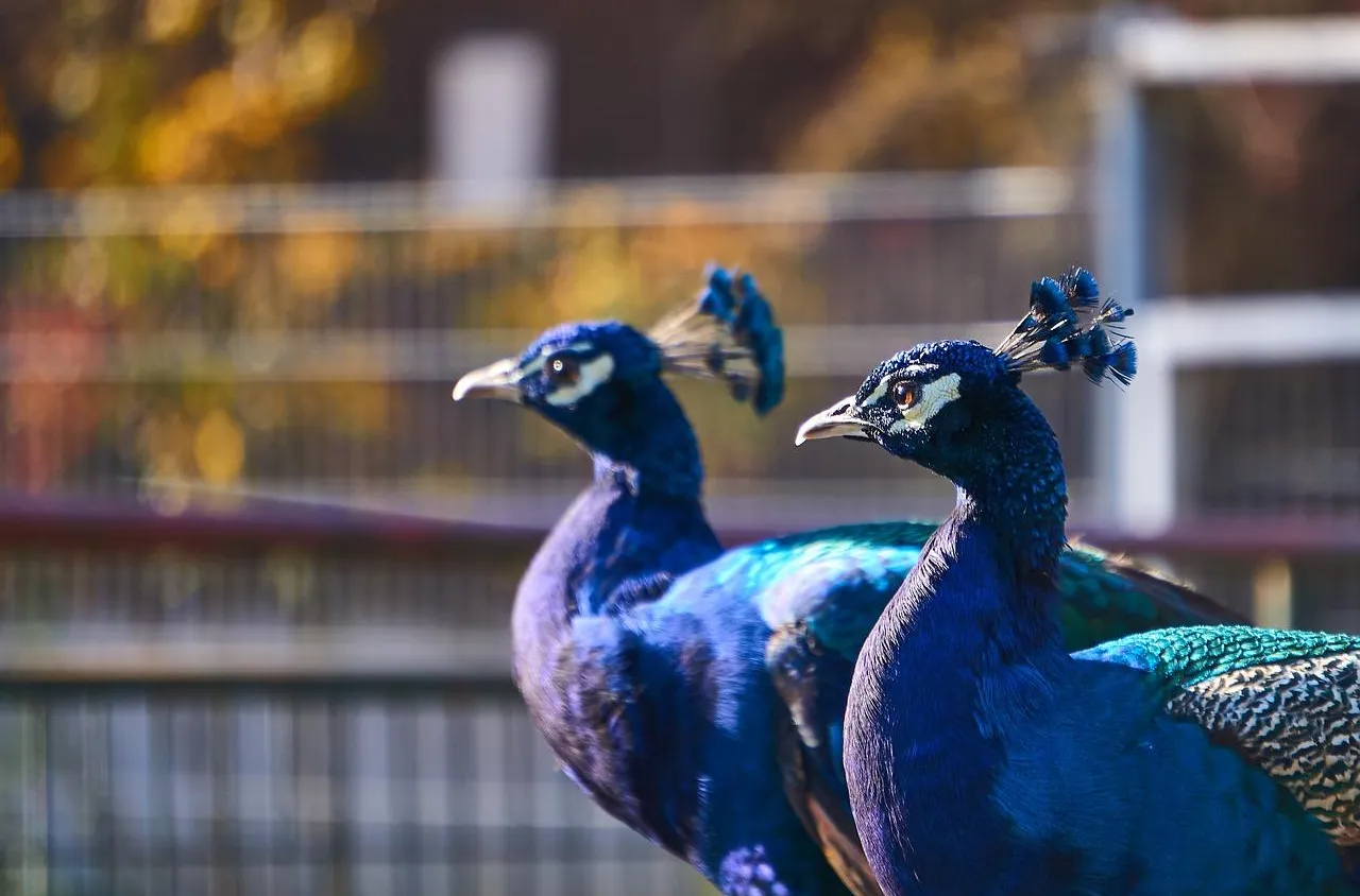 Dans quel zoo de France faut-il absolument amener son enfant ?