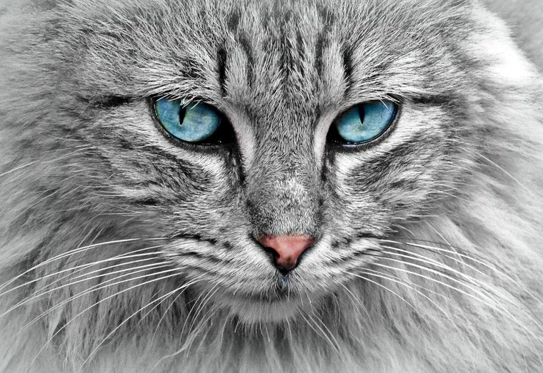Comment entretenir son chat pendant l’hiver ?