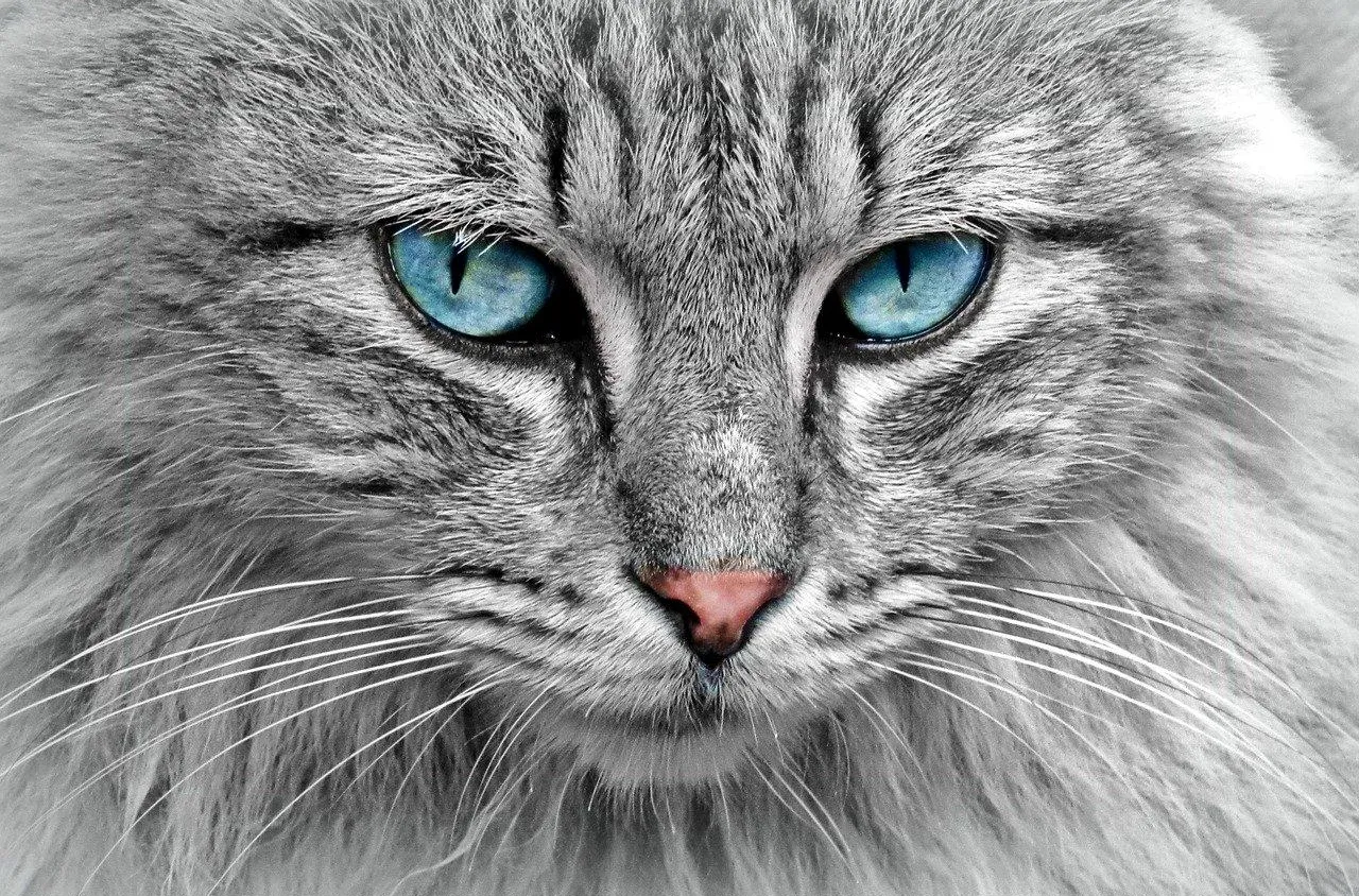 Comment entretenir son chat pendant l’hiver ?