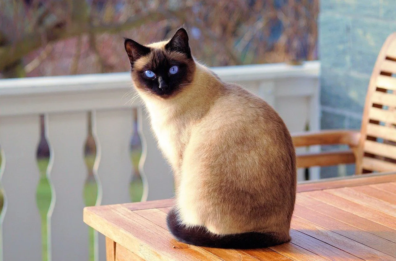 Dépression chez le chat : comment s’en rendre compte ?