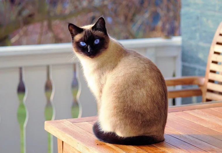 Dépression chez le chat : comment s’en rendre compte ?