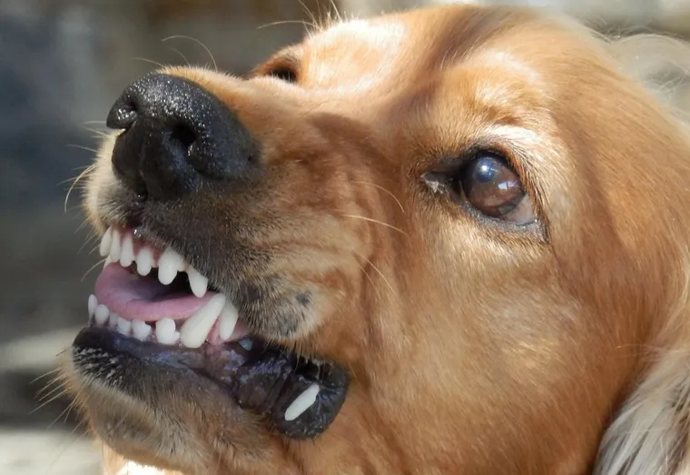 Morsure d’un chien : que faire ?