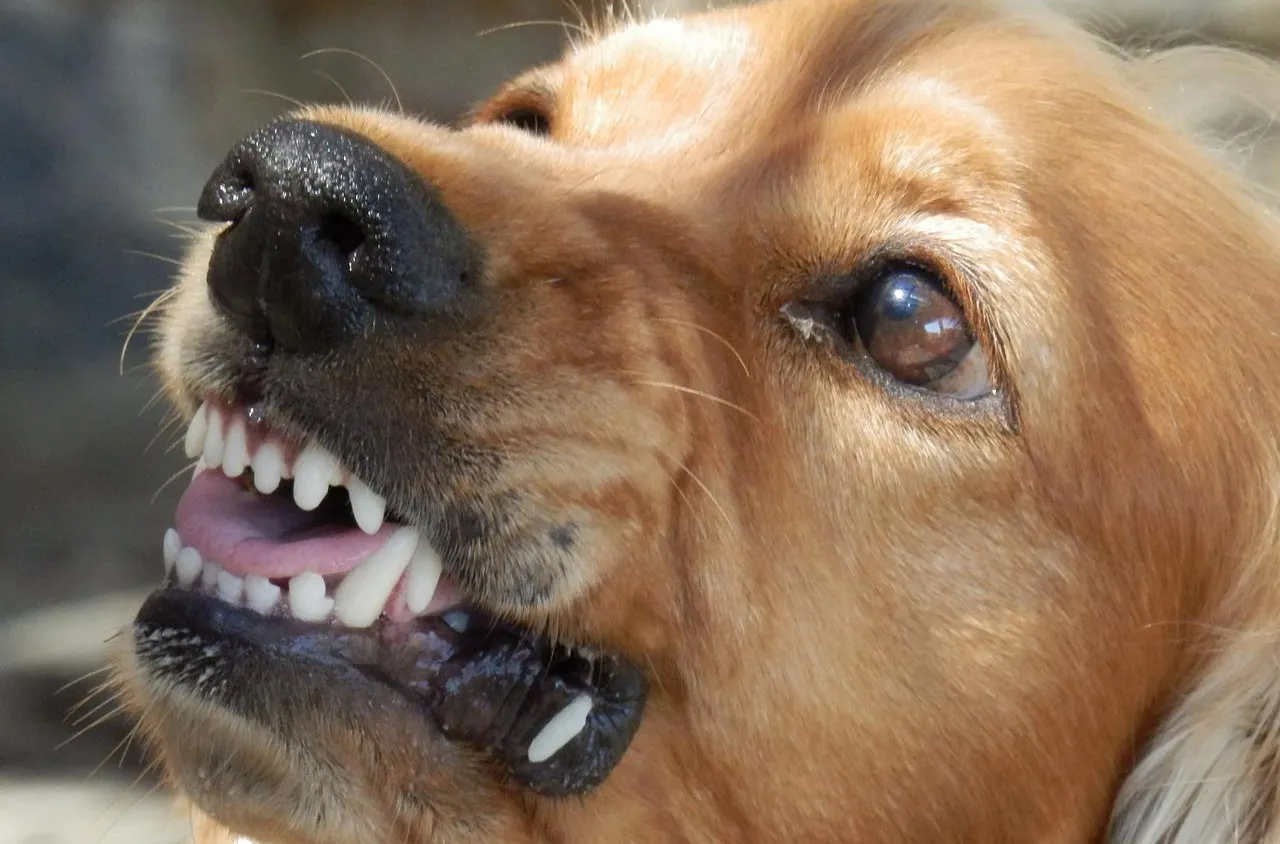 Morsure d’un chien : que faire ?
