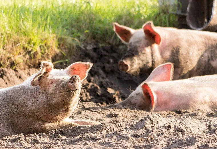 Élevage de porc : comment éviter les risques d’infections virales ?