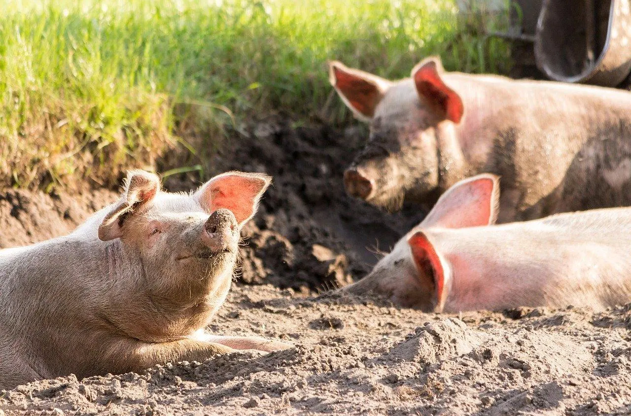 Élevage de porc : comment éviter les risques d’infections virales ?