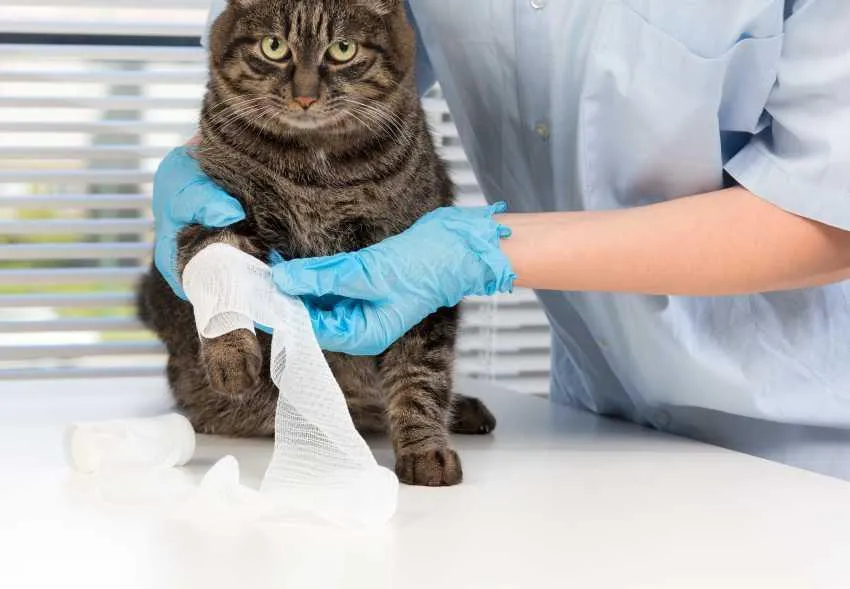 Comment choisir la meilleure assurance pour la santé de son chat ?
