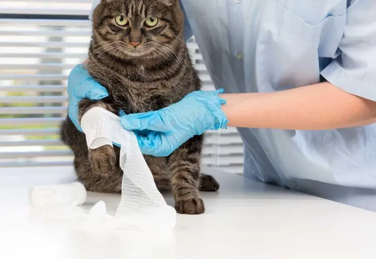 Comment choisir la meilleure assurance pour la santé de son chat ?
