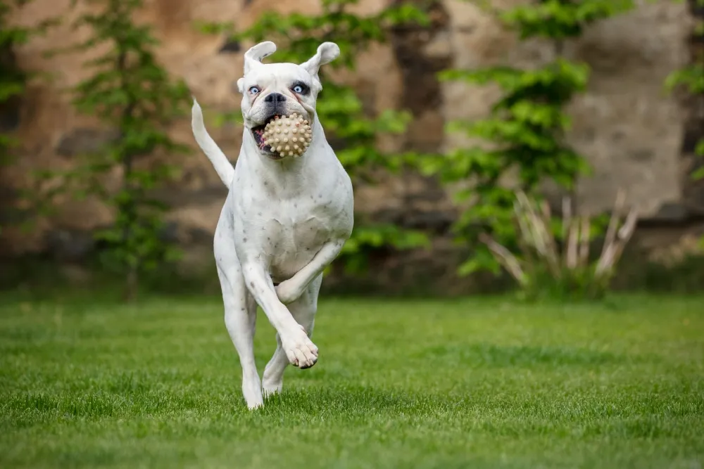 Pourquoi faut-il vermifuger un chiot ?