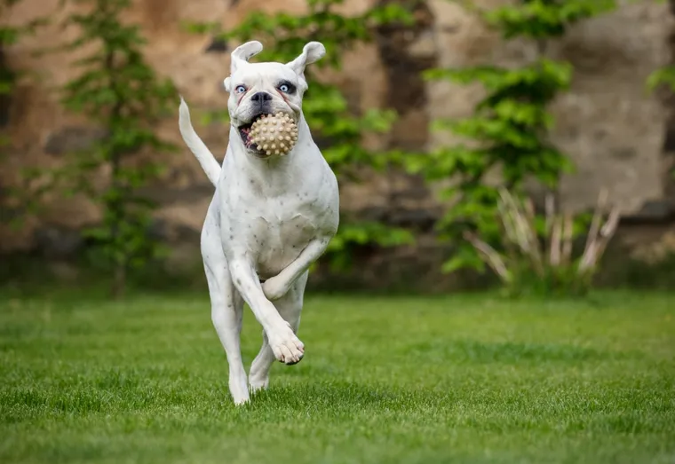 Pourquoi faut-il vermifuger un chiot ?