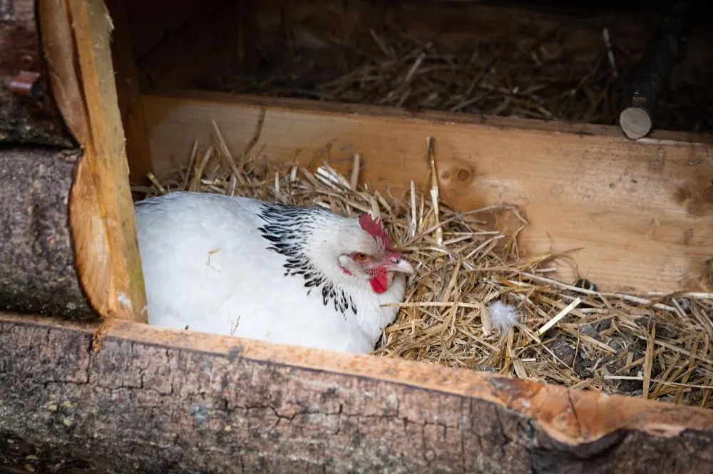 Pourquoi ma poule couve sans coq ?