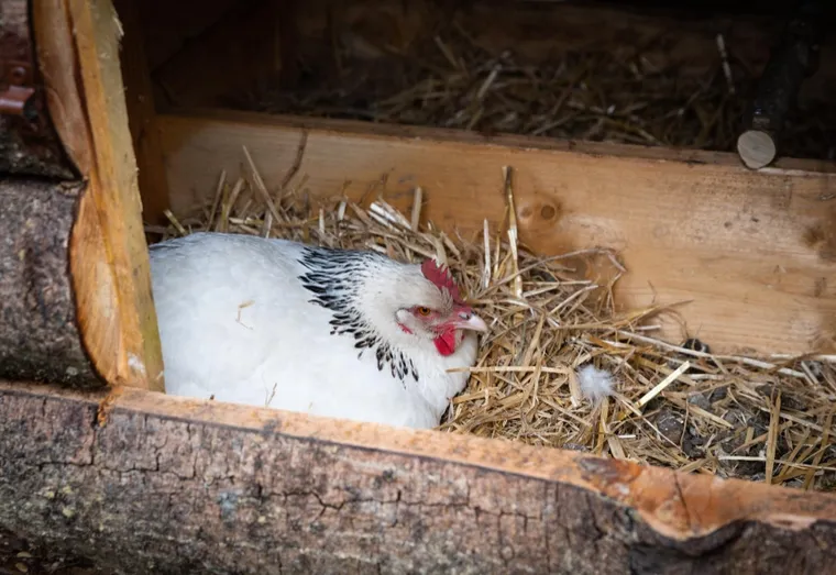 Pourquoi ma poule couve sans coq ?